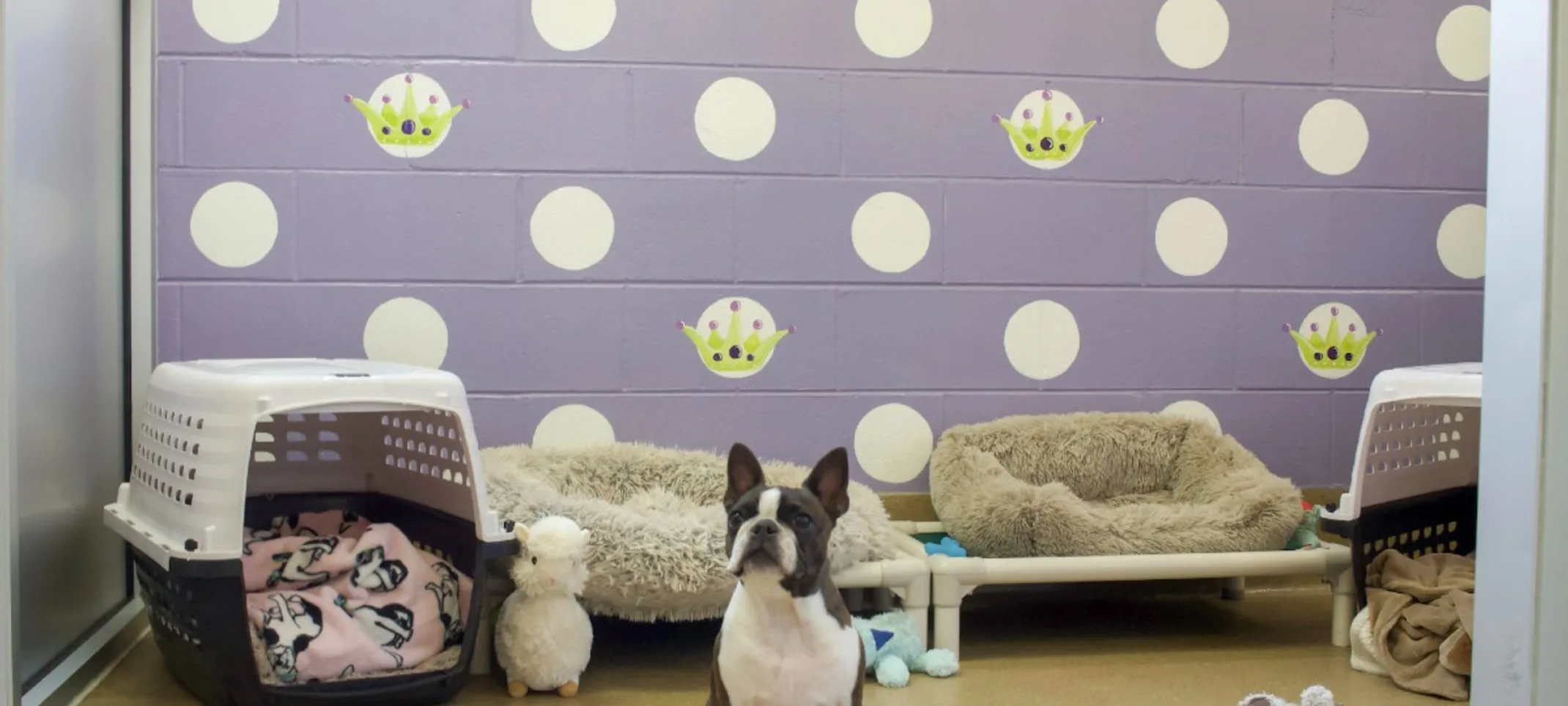 French bulldog in indoor resting area with dog beds, crates, and purple polka dot walls